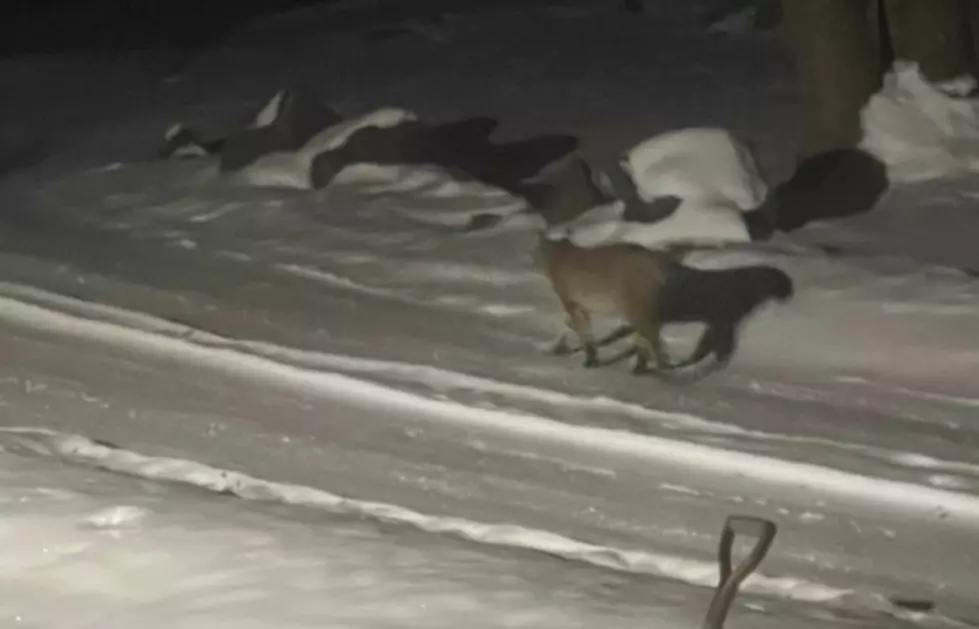 Can You Identify This Animal Prowling In West Duluth? Here’s What The DNR Has To Say