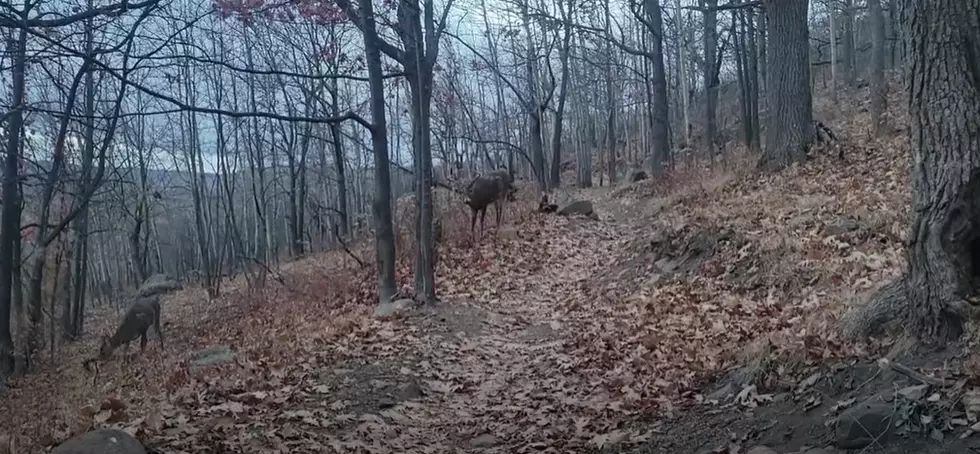 Duluth Hiker Encounters A Buck Chasing Doe In Rut 