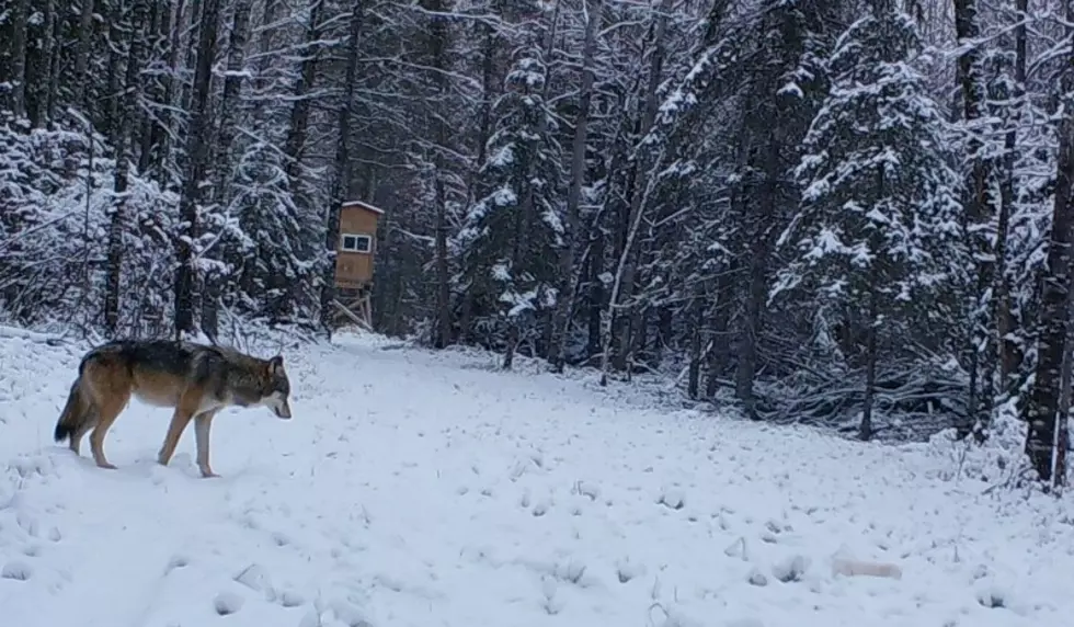 &#8220;I&#8217;ve Seen More Wolves Than Deer,&#8221; Hunters Report To Minnesota DNR Officers