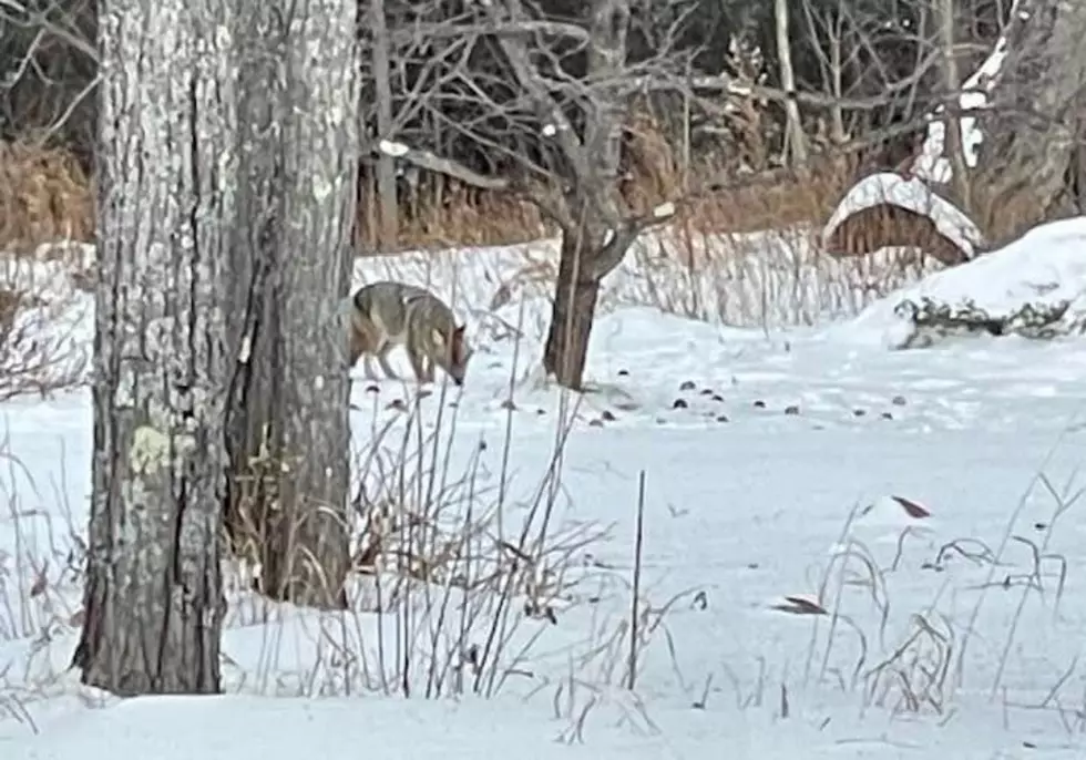 Wolf Or Coyote Pictured Near Two Harbors? DNR Biologists Weigh In