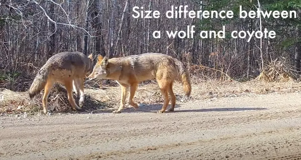 Voyageurs Wolf Project via YouTube