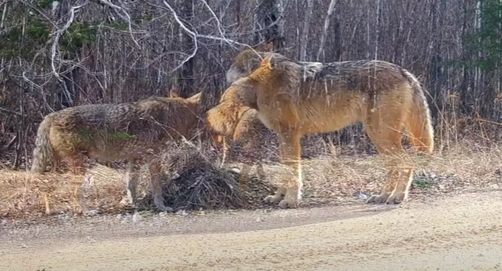 Voyageurs Wolf Project via YouTube