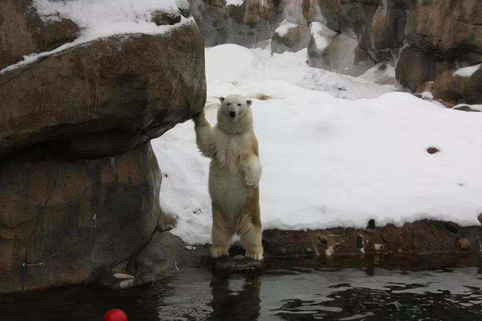 Former Polar Bear From Lake Superior Zoo Passes