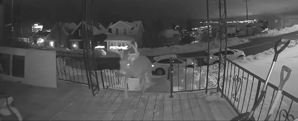 Come Out And Play? Watch Hilarious Video Of Deer Walking Onto Duluth Porch