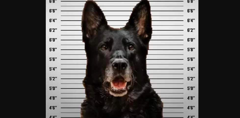 Update: Decision Made Regarding Michigan K9 Officer Accused Of Stealing Coworkers Lunch