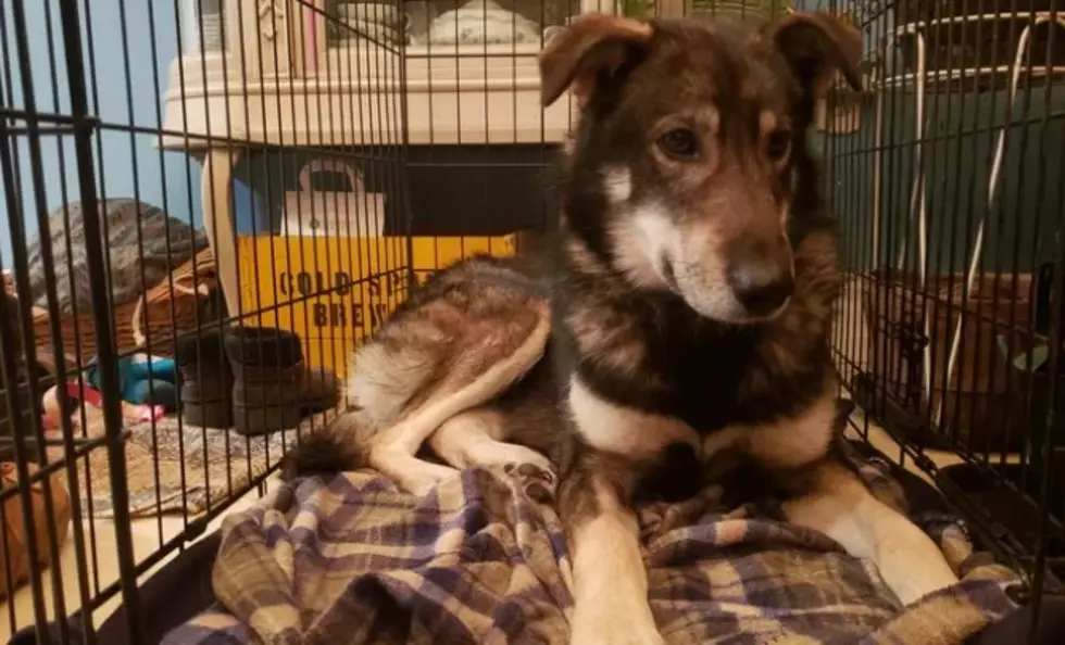Miraculous Recovery For Sled Dog Hit By Snowmobile Last Year In Wisconsin