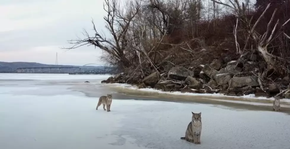 Stunning Drone Video Captures 3 Bobcats On St. Louis River Between Duluth + Superior