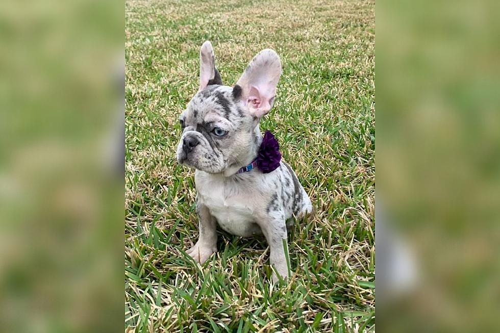 Adorable Wisconsin Puppy Thought He Had A Forever Home But Family Never Showed