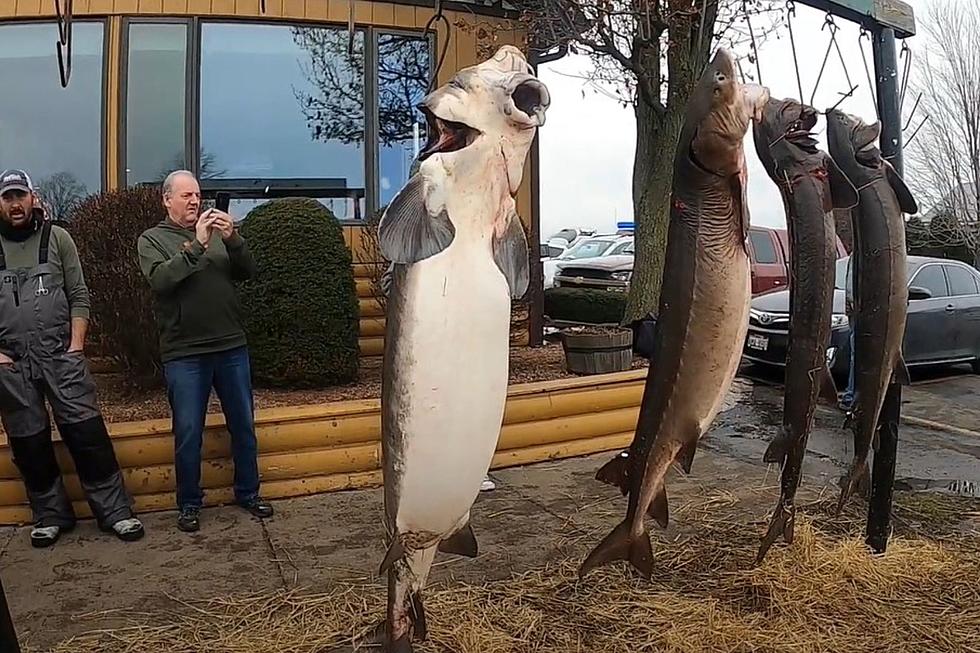 177-Pound Monster Prehistoric Fish Speared On Valentine&#8217;s Day In Wisconsin