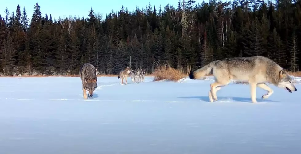 Huge Wolf Pack Captured On Wildlife Camera Crossing Pond In Northern Minnesota