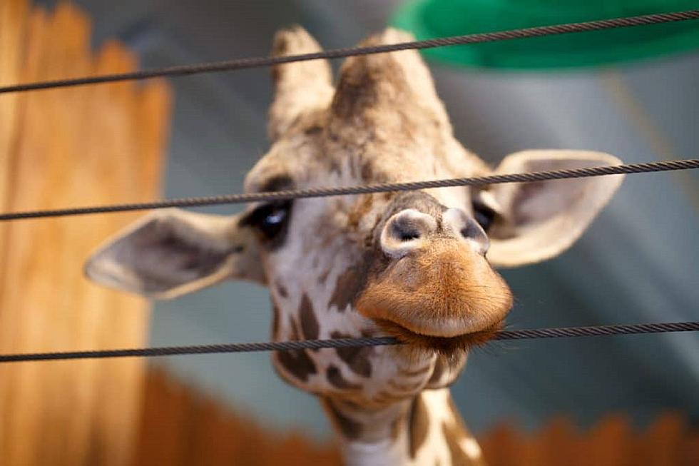 Minnesota&#8217;s Como Park Zoo Sadly Announces Beloved Female Giraffe Has Died
