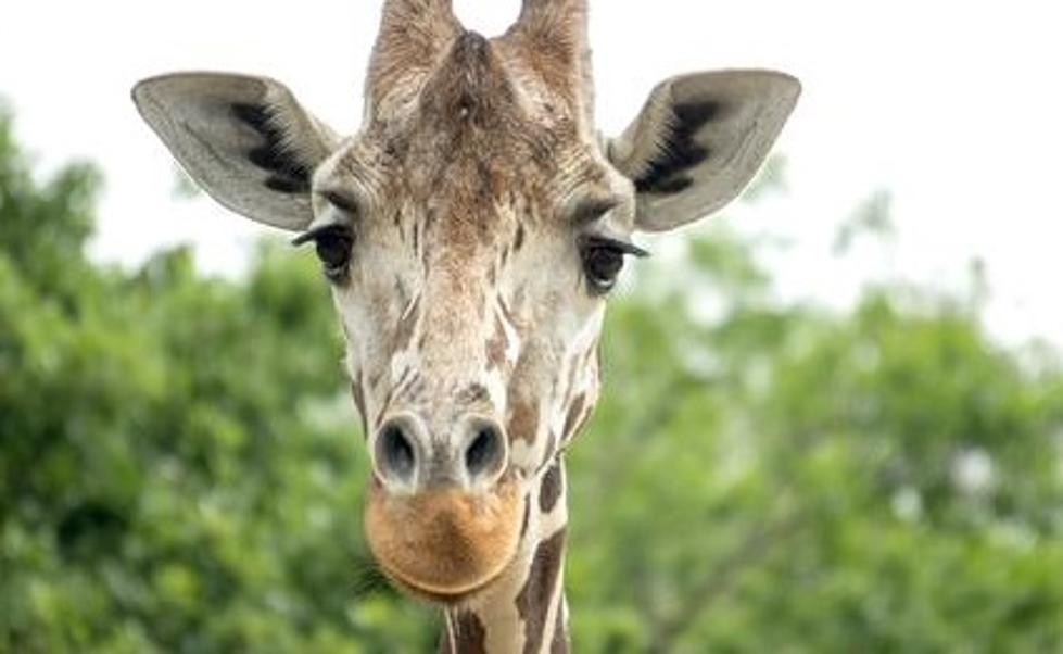 Minnesota's Como Park Zoo Announces Beloved Giraffe Has Died 