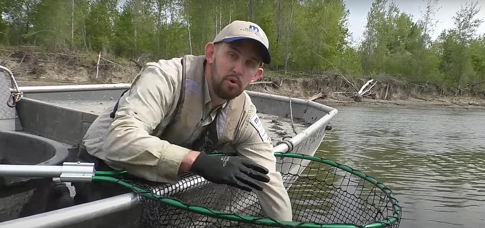 Minnesota DNR Advises Anglers To Beware Of &#8216;Barotrauma&#8217;