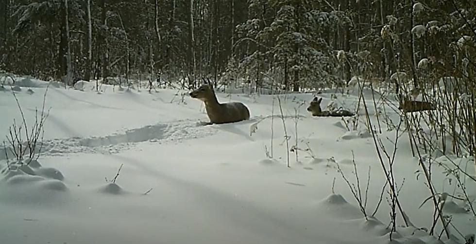Minnesota Record-Setting Snowfall Is A Dagger To Deer Population