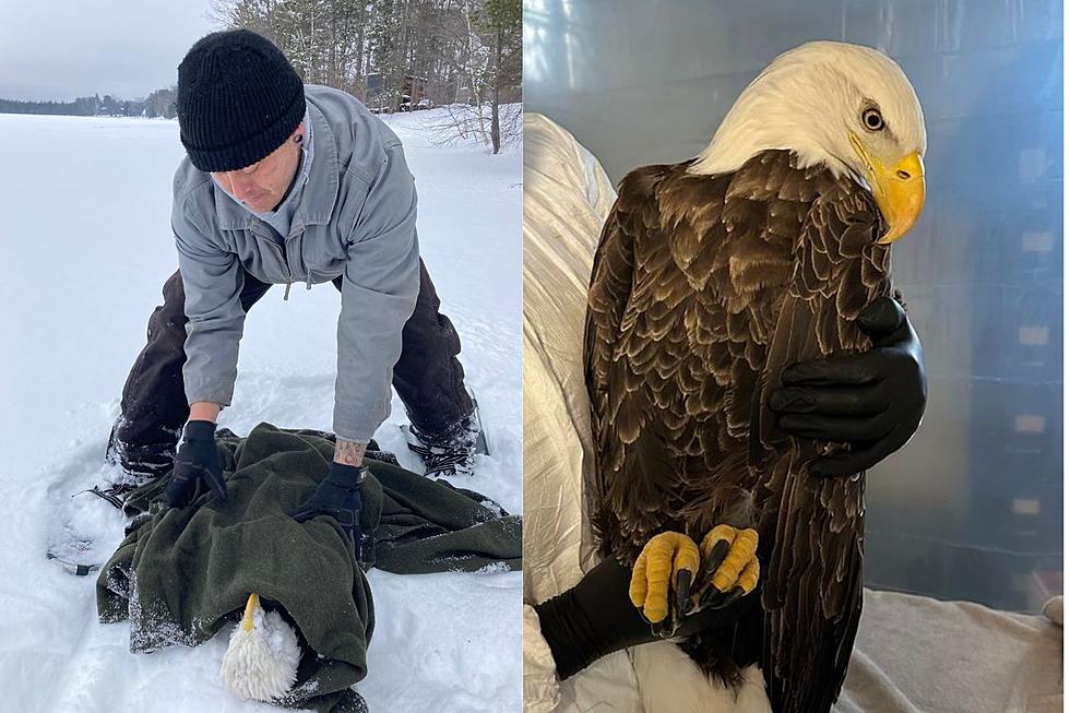 Two Eagles Brought In For Care In Minnesota For Preventable Injuries Caused By Humans