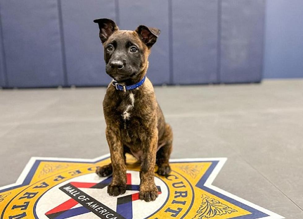Minnesota’s Mall Of America Announces Official Name Of Cute New K9 Pup
