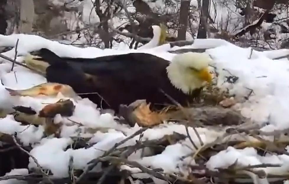 Nest Falls From Tree On Minnesota DNR EagleCam, DNR Issues Update