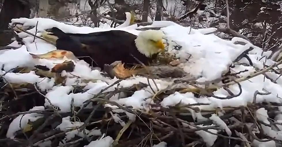 UPDATE: Nest Falls From Tree On Minnesota DNR EagleCam; Sad Update Provided Monday