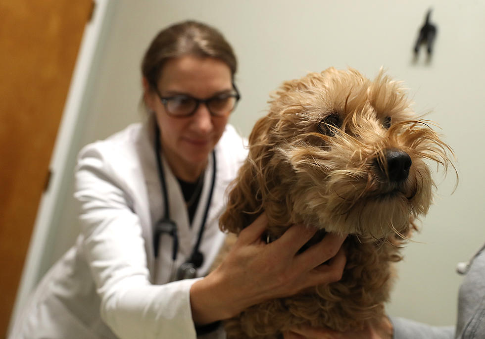 Dog Influenza On The Rise In Minnesota, Vets Flooded With Cases