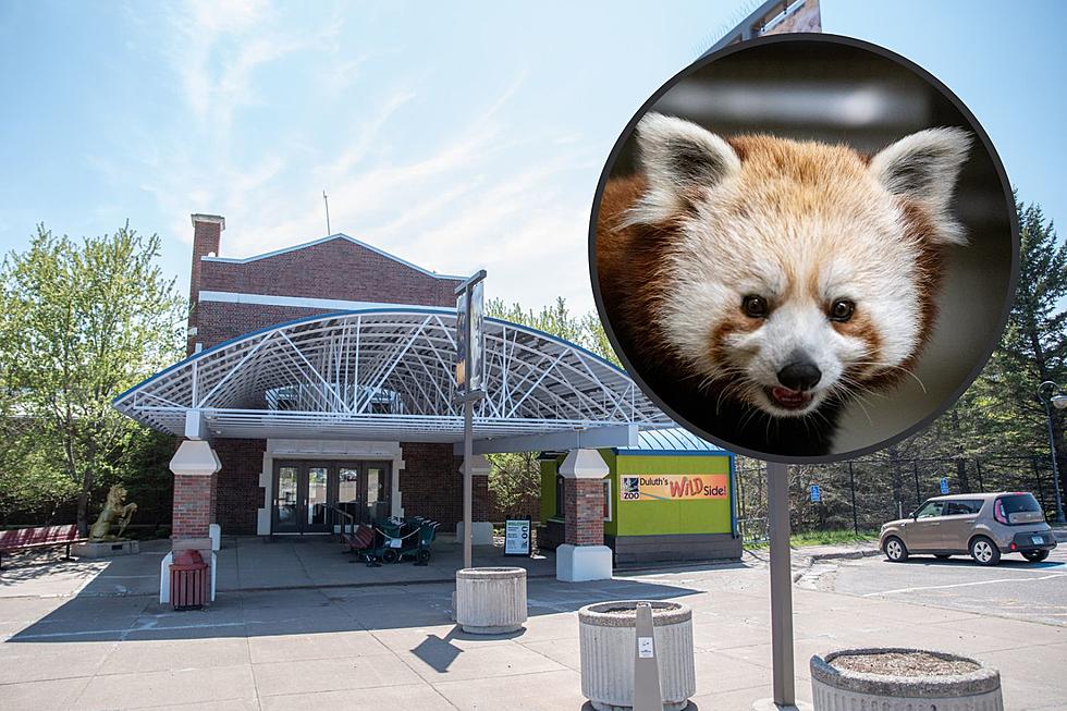 Lake Superior Zoo Welcomes New Red Panda