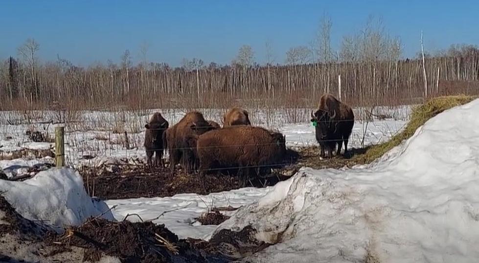 Grand Portage Band Of Lake Superior Chippewa Welcome Bison To Northern Minnesota