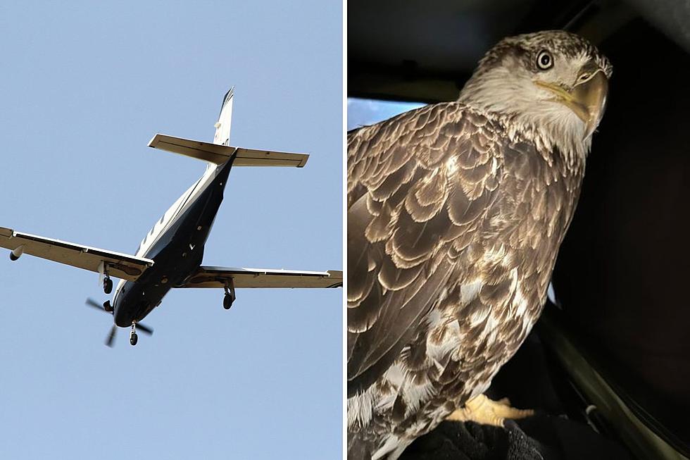 Pilots Save Eagle After It Crashed Through Their Windshield During Landing Near Duluth