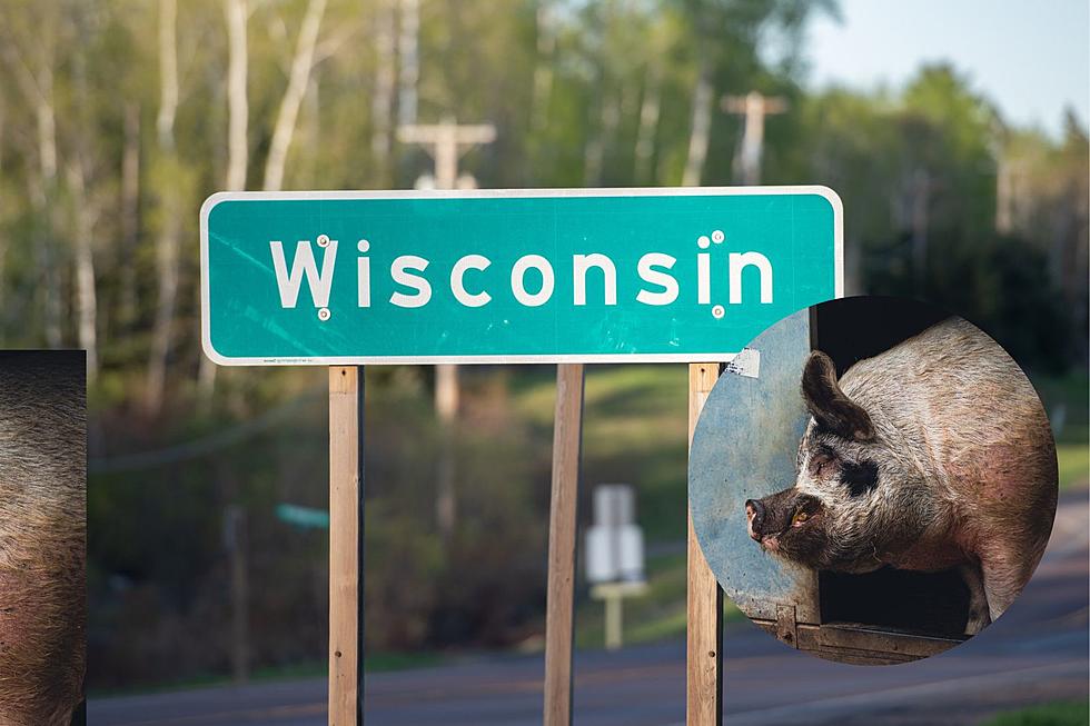 Giant Pig Found Roaming Along Wisconsin Road + Featured On Missing Pets Page