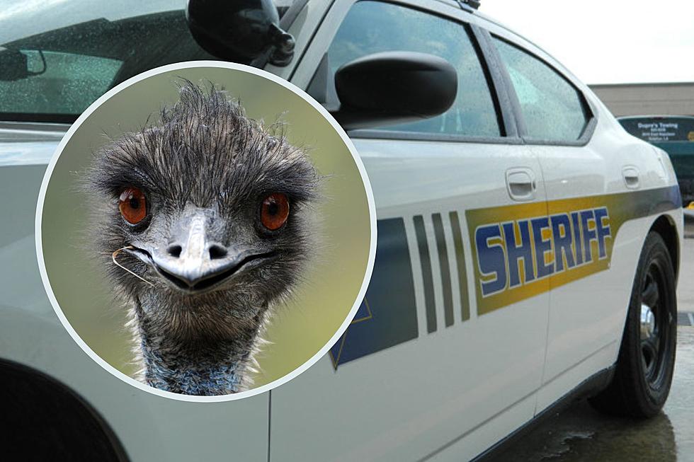 Rogue Emu Captured Near Grant, Minnesota