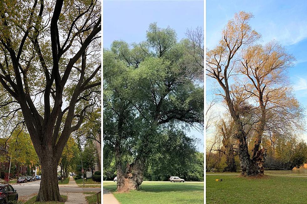Where Are The Biggest Trees In Wisconsin? They&#8217;re Enormous!
