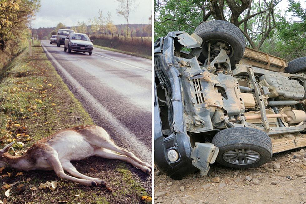 When Are You Most Likely To Hit A Deer In Wisconsin? Right Now