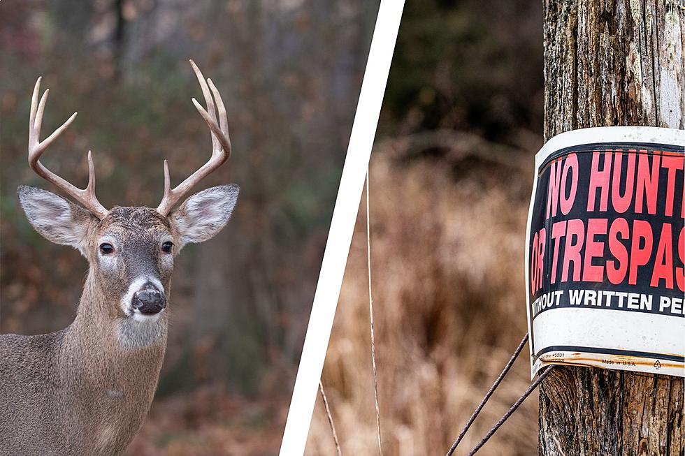Is It Legal To Shoot A Deer Off-Season On Private Land In Minnesota?