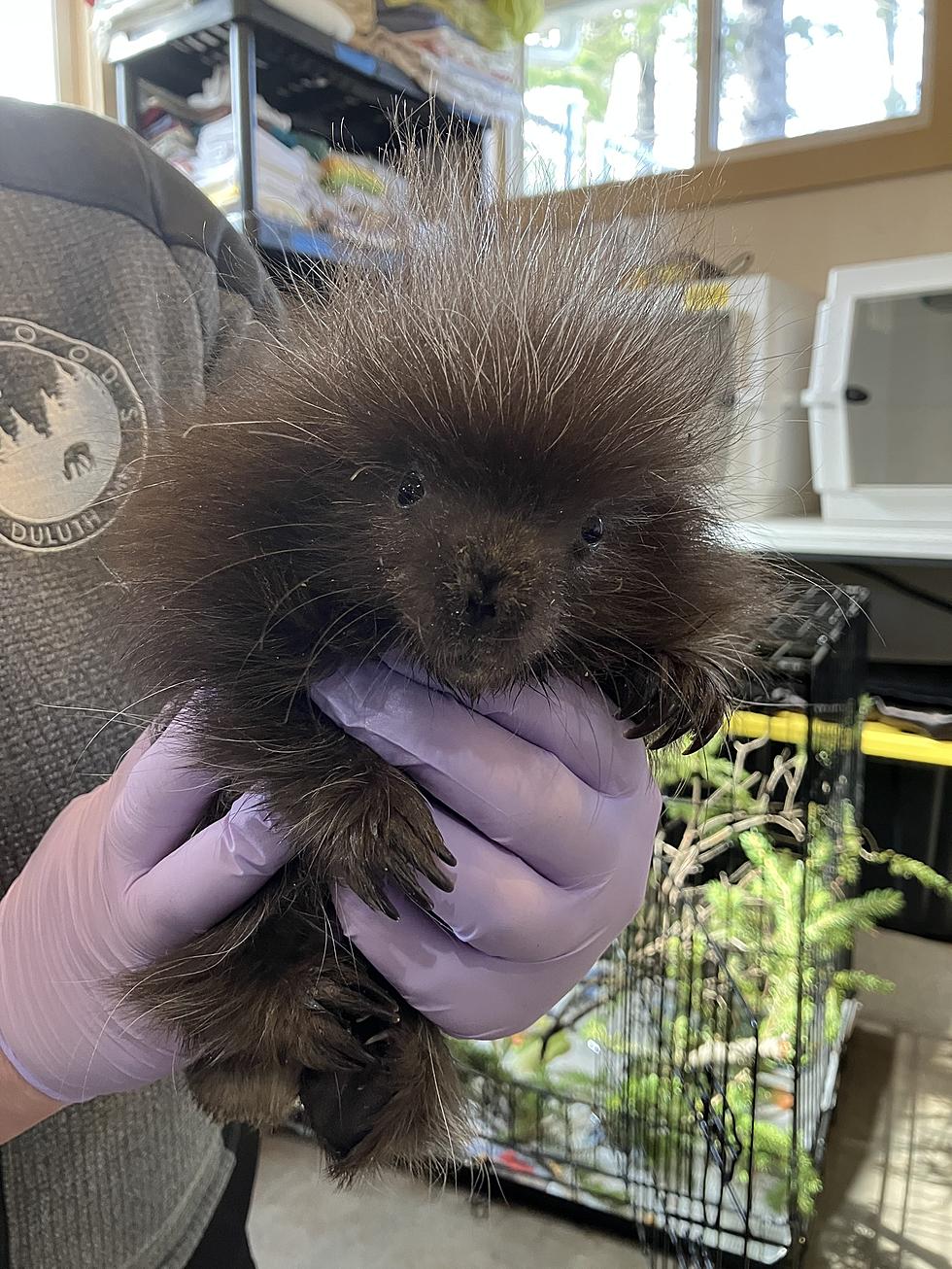 Donations Pour In For Baby Porcupine Found Crying Without Her Mother Near Duluth