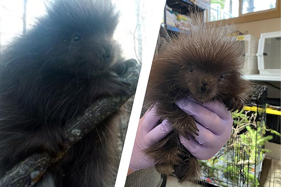 Donations Pour In For Baby Porcupine Found Crying Without Her Mother Near Duluth