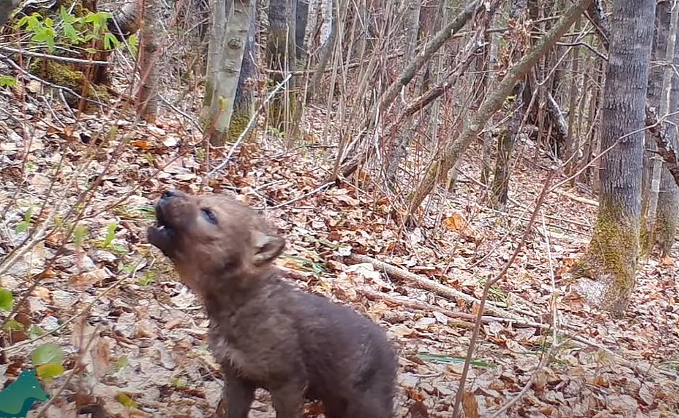 Wolf Pups Play + Howl For First Time On Trail Camera In Minnesota