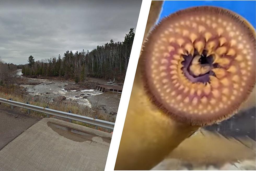 Minnesota Lake Superior Tributary Being Treated For Disgusting Invasive Species