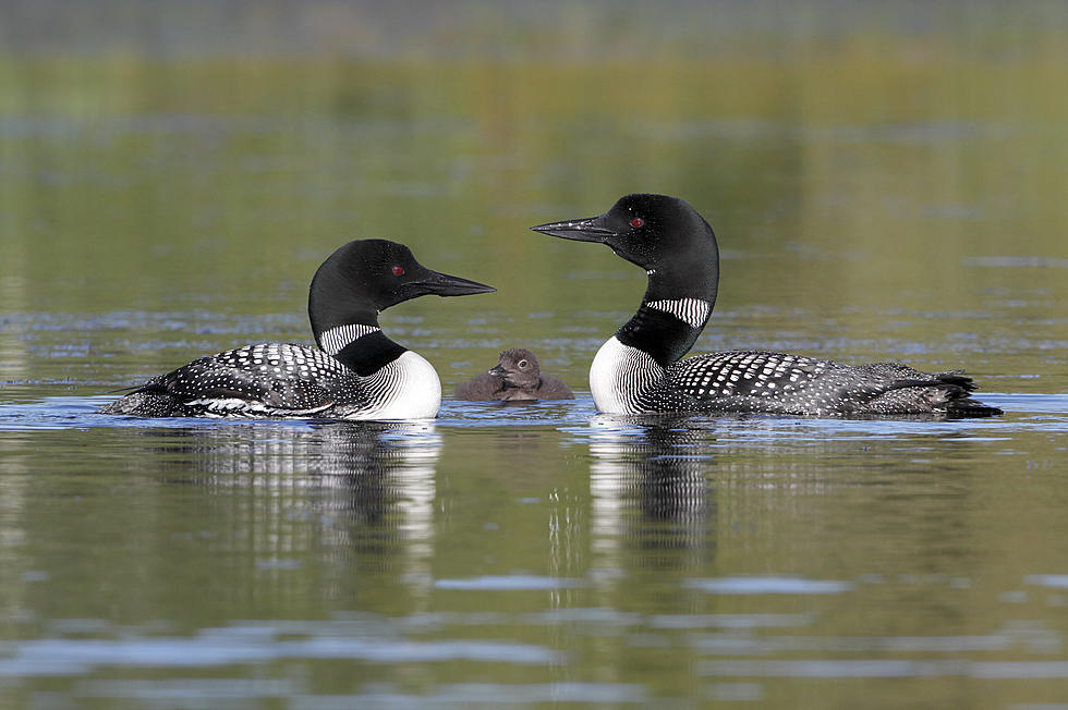 How Far Away Are You Supposed To Stay From A Loon On A Minnesota Lake?