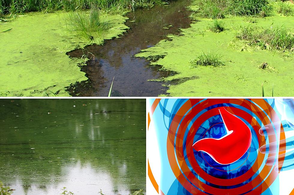 Summer Heat Brings Toxic Algal Blooms To Minnesota That Could Hurt Your Liver