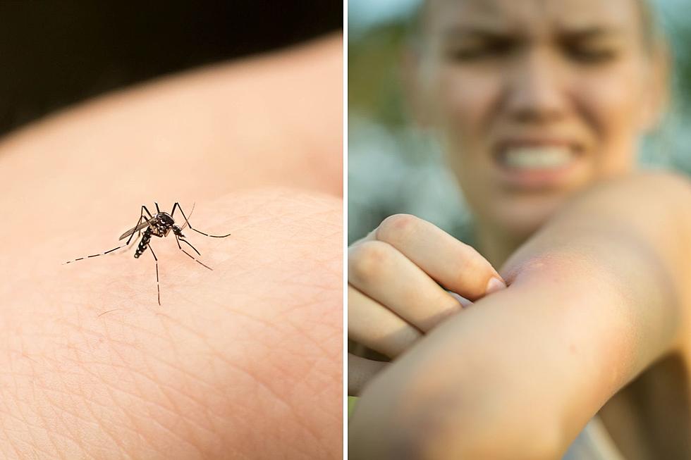 Can You Develop Immunity To Mosquito Bites?
