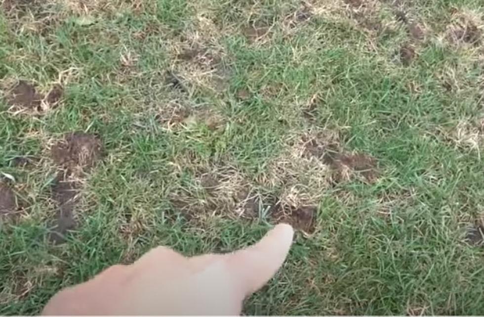 Have You Found These Little Holes In Your Yard? You Have A Skunk