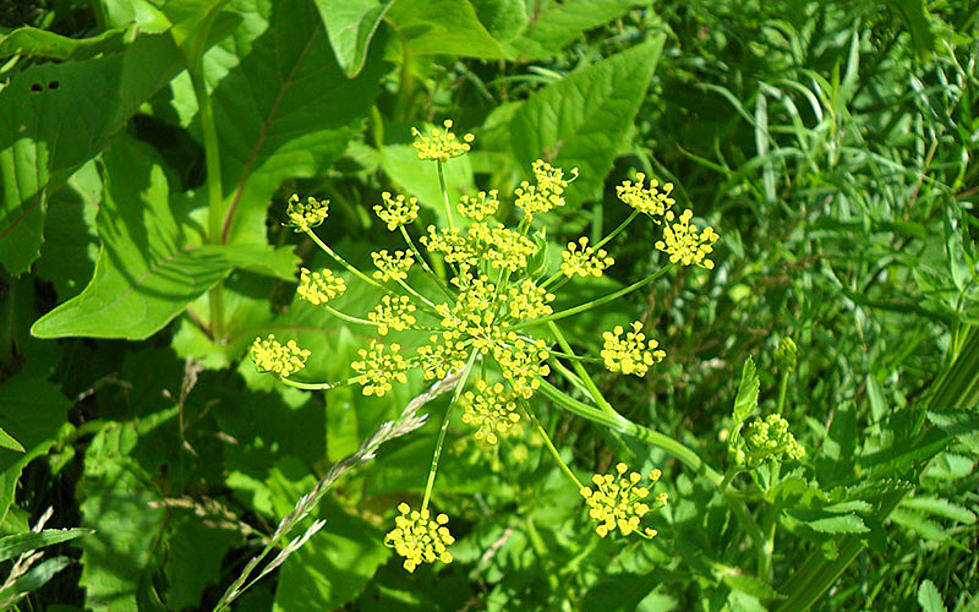 Invasive Species Is Spreading Across Minnesota + Can Cause Serious Skin Burns