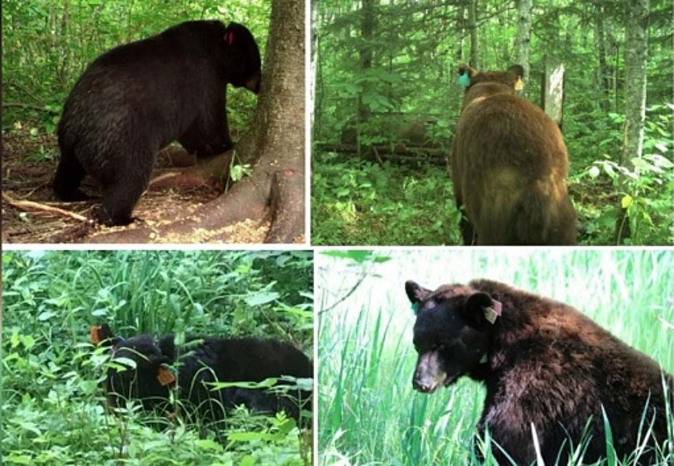 Minnesota DNR To Hunters: Don’t Shoot, Ear-Tagged, Radio-Collared Research Bears