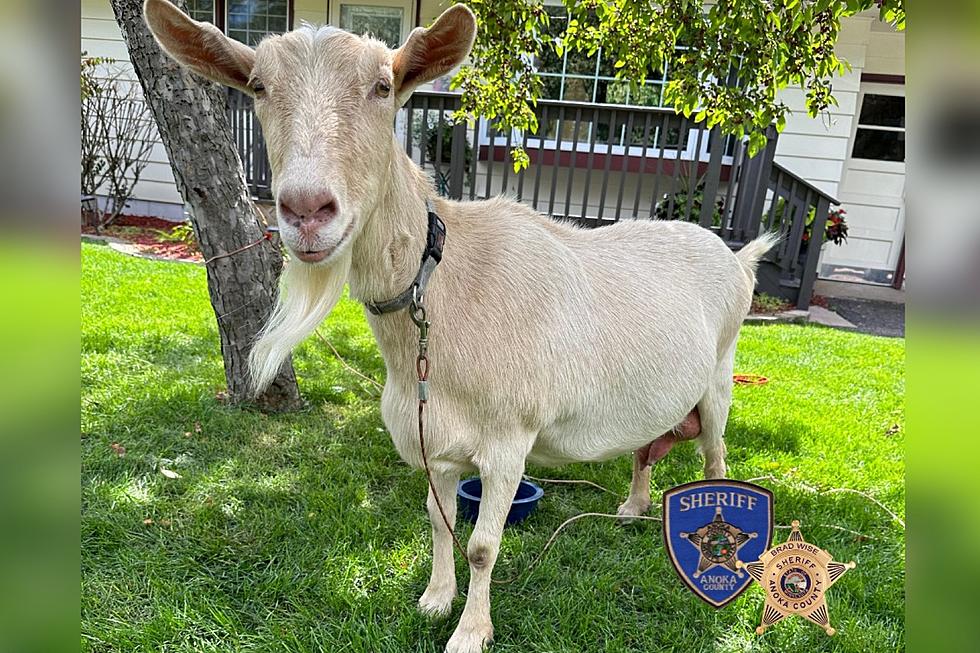 Missing A Goat? Lonely Animal Found Roaming Minnesota Neighborhood