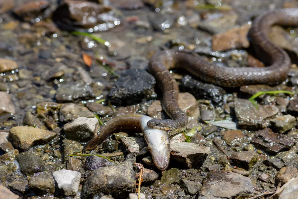 Water snake carries its fish prey