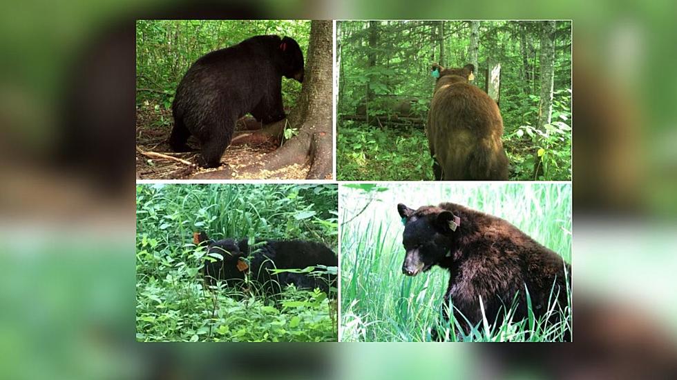 Minnesota DNR To Hunters: Don&#8217;t Shoot, Ear-Tagged, Radio-Collared Research Bears