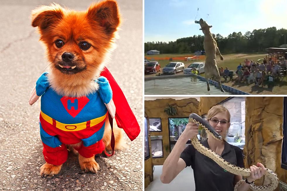 New Pet Expo Coming To Minnesota Featuring Dock Dogs, Snakes, Shopping + More
