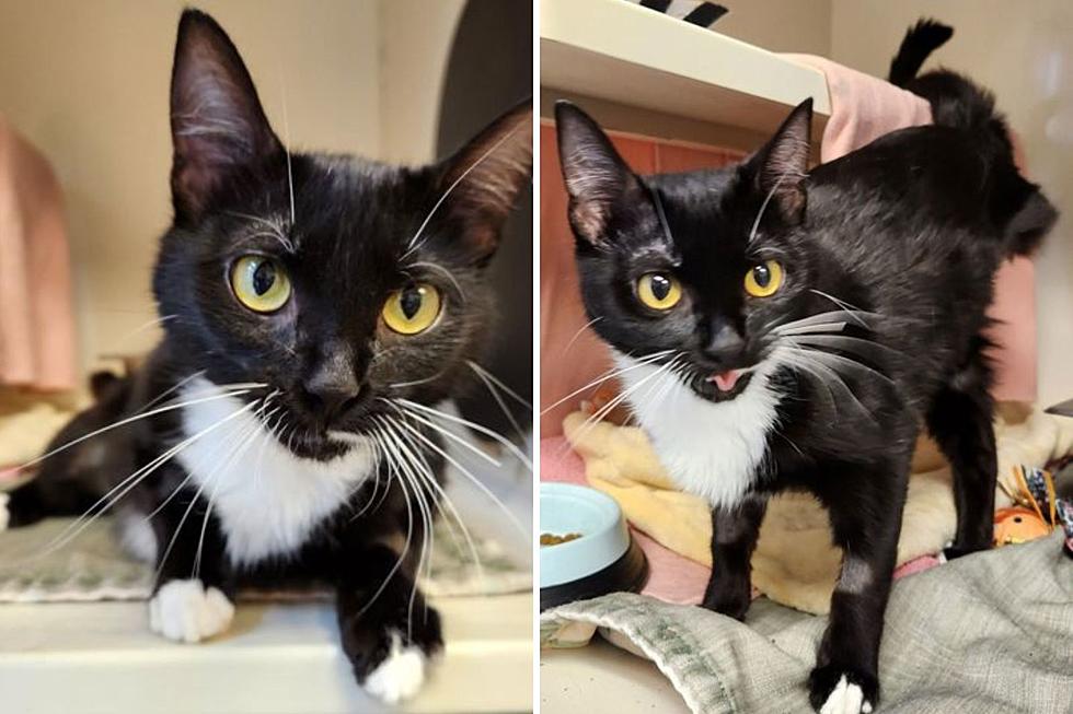 MInnesota Cat Offering Three Feet Of Fun Up For Adoption