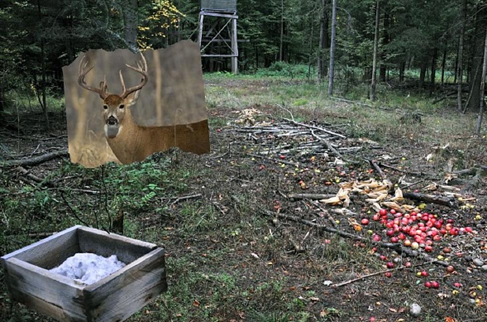 Wisconsin DNR Enacts Deer Baiting And Feeding Ban In 4 Counties