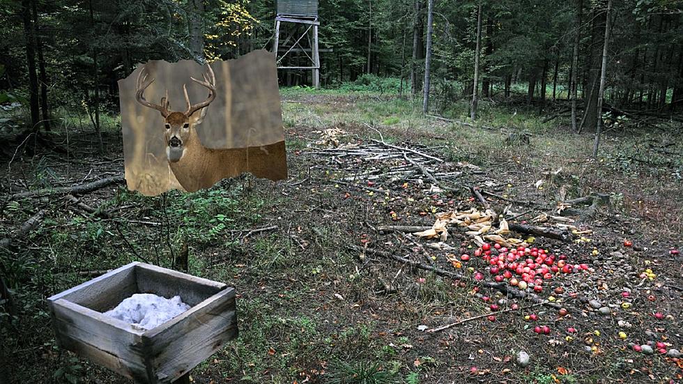 Wisconsin DNR Enacts Deer Baiting And Feeding Ban In 4 Counties