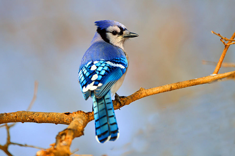Seeing More Blue Jays This Fall In Minnesota? Here’s Why