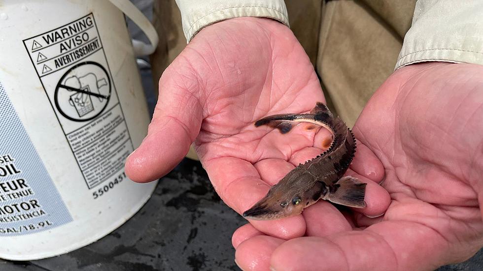 Minnesota DNR Has Stocked 375 Lake Sturgeon In St. Louis River To Aid Recovery